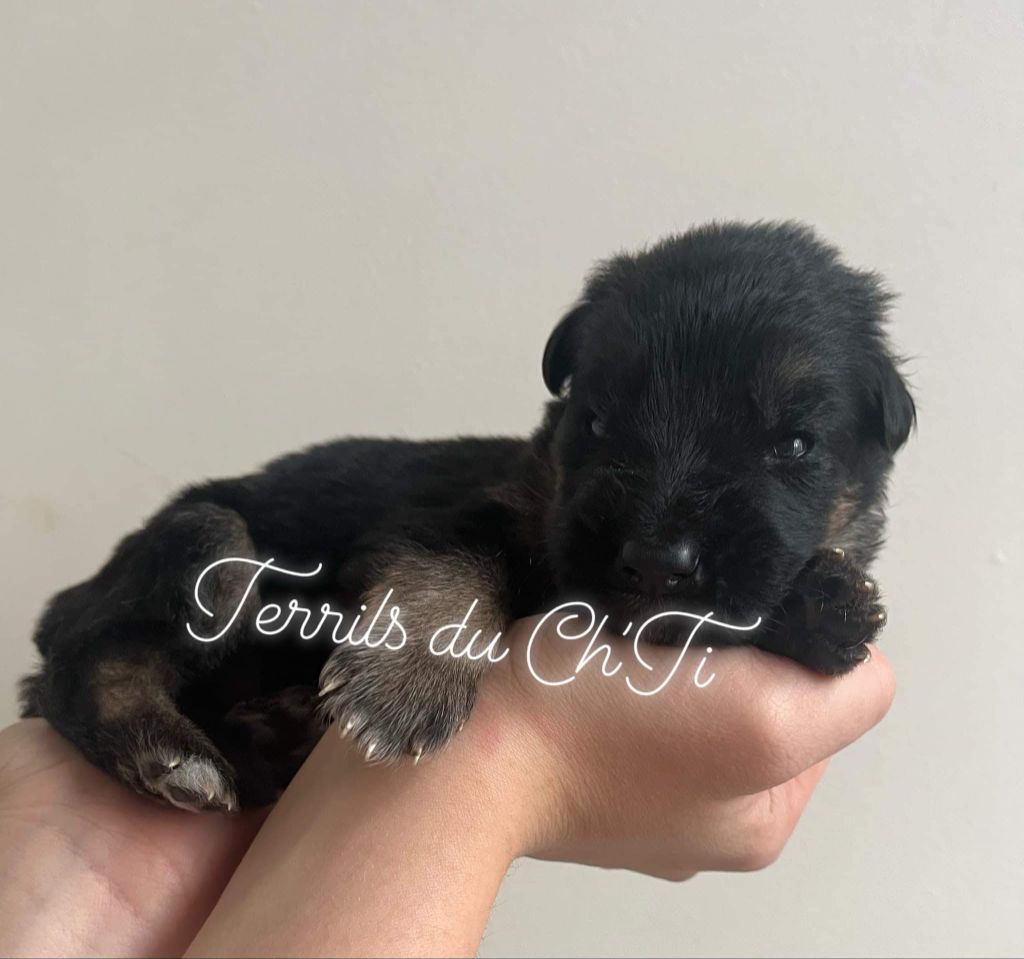 des Terrils du Ch’ti - Chiot disponible  - Berger Allemand