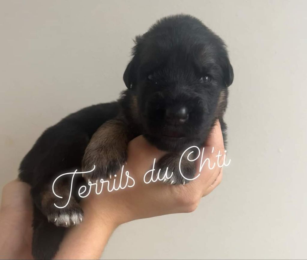 des Terrils du Ch’ti - Chiot disponible  - Berger Allemand