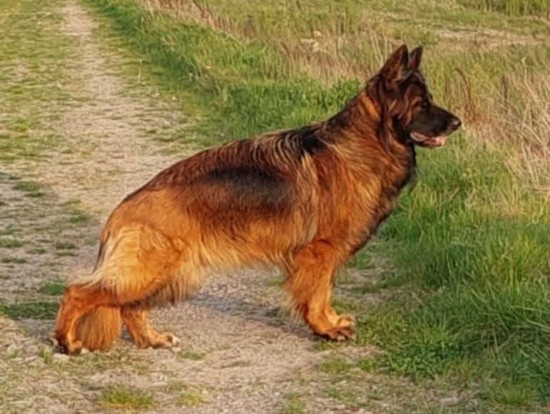 Tina des Terrils du Ch’ti