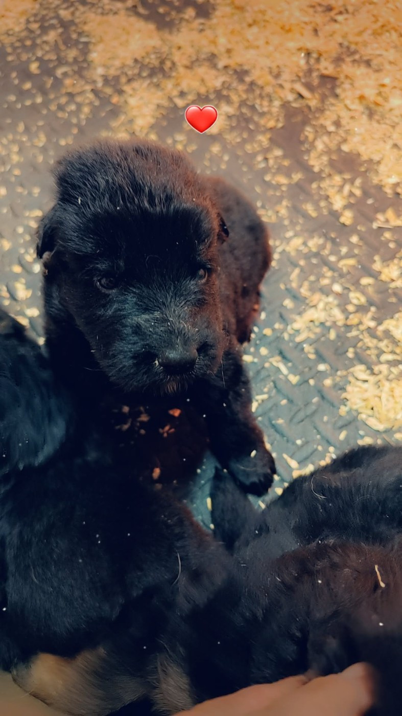 Chiot Berger Allemand des Terrils du Ch’ti