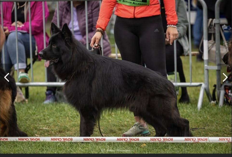 des Terrils du Ch’ti - Chiots disponibles - Berger Allemand