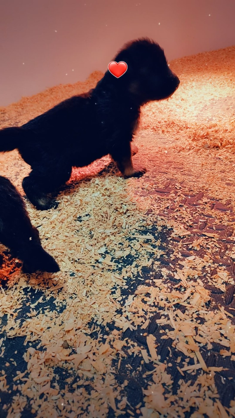 des Terrils du Ch’ti - Chiots disponibles - Berger Allemand