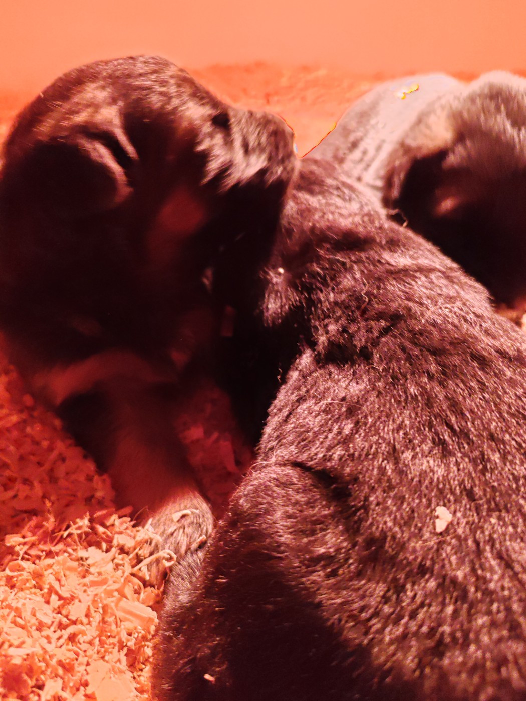 des Terrils du Ch’ti - Chiots disponibles - Berger Allemand