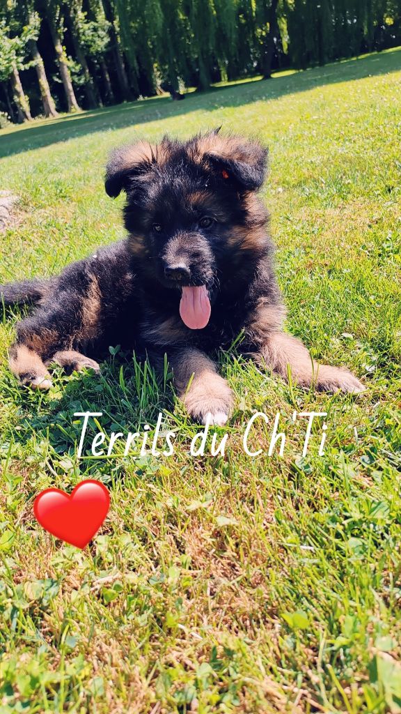 des Terrils du Ch’ti - Chiots disponibles - Berger Allemand